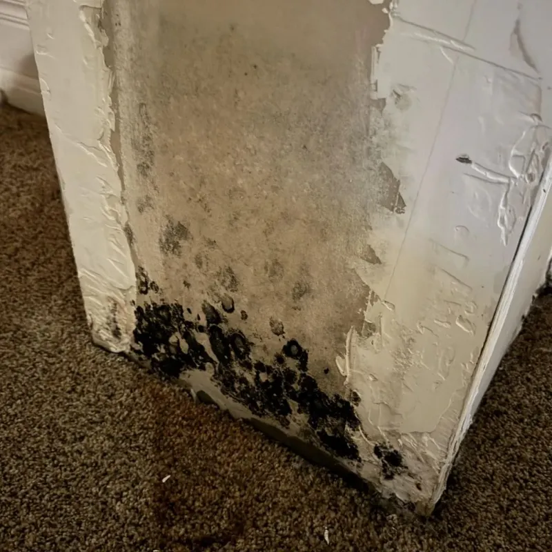 Professional Mold Removal in Murray County, OK